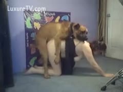 Brown pit bull rides a cougar s cunt gap